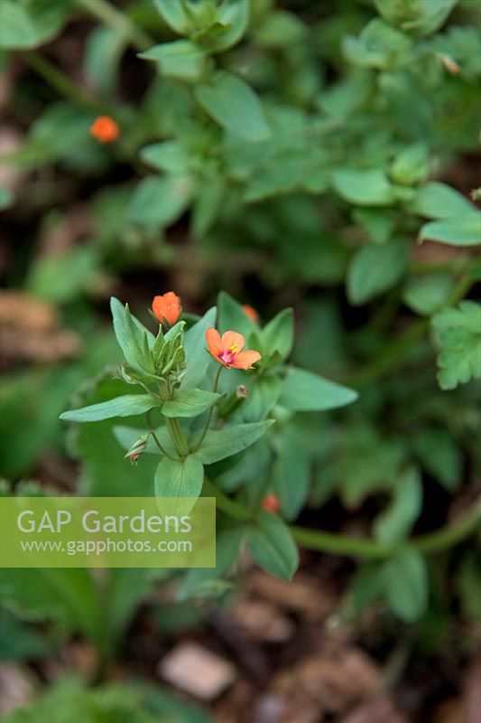 Common Garden Weeds - Anagallis arvensis - Scarlet Pimpernel