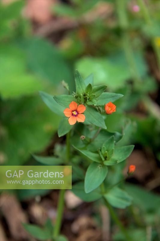 Common Garden Weeds - Anagallis arvensis - Scarlet Pimpernel