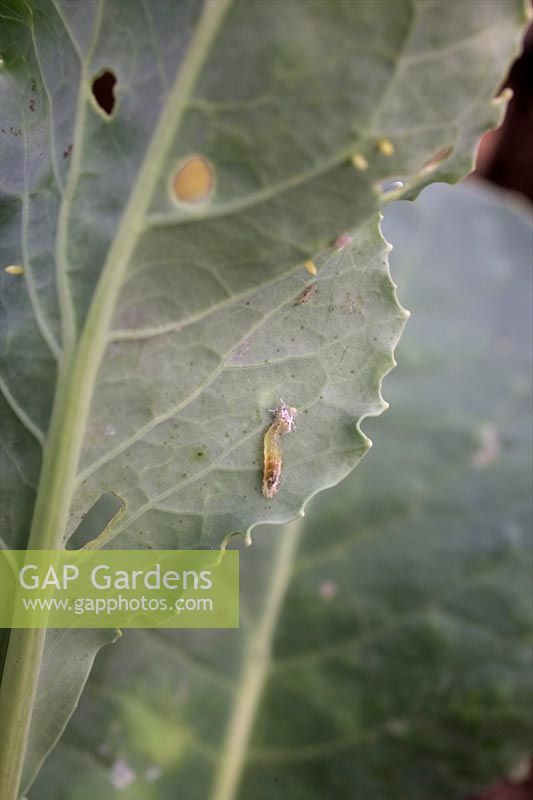 Brassica leaf with aphid being consumed by hoverfly larva - Syrphus ribesii