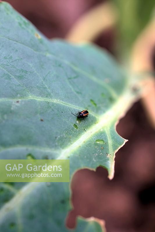 Flea Beetle feeding - note puncture marks on leaf surface - Phyllotreta nemorum on young cauliflower plants