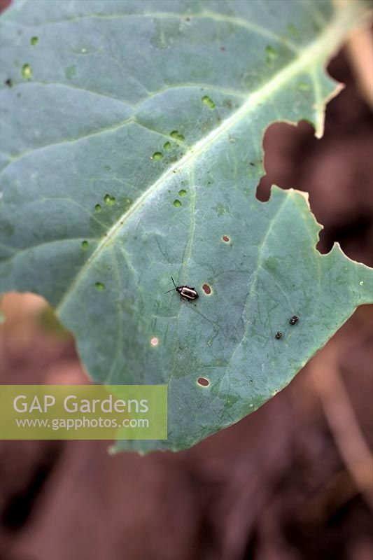Flea Beetle - Phyllotreta nemorum on young cauliflower plants - note puncture marks on leaf surface