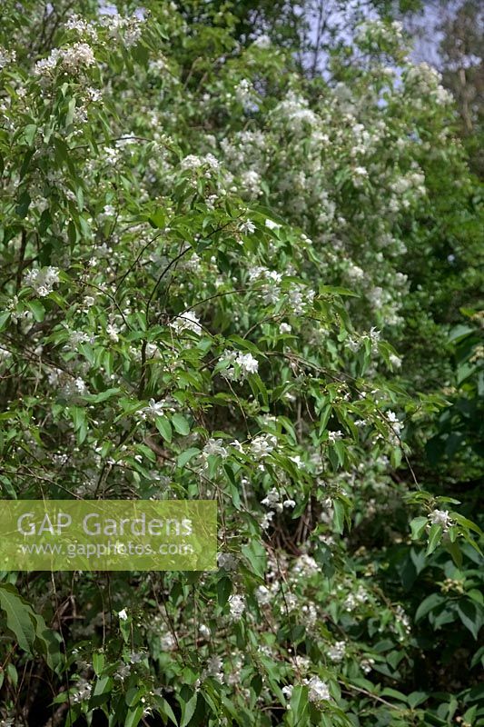 Hoheria glabrata - Mountain Ribbonwood