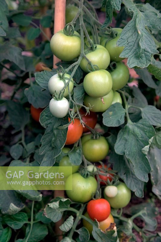 Solanum lycopersicum - 'Alicante' Tomato plant growing