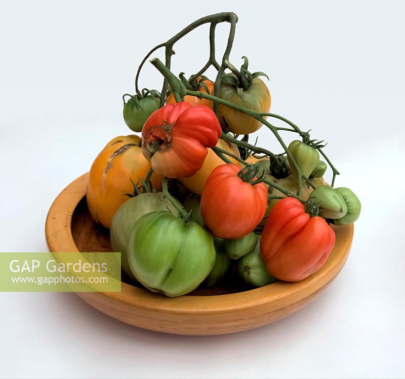 Solanum lycopersicum 'Coeur du Boeuf - Orange' syn. orange beefheart with 'Cuor di Bue' Tomato - Wooden bowl, White background