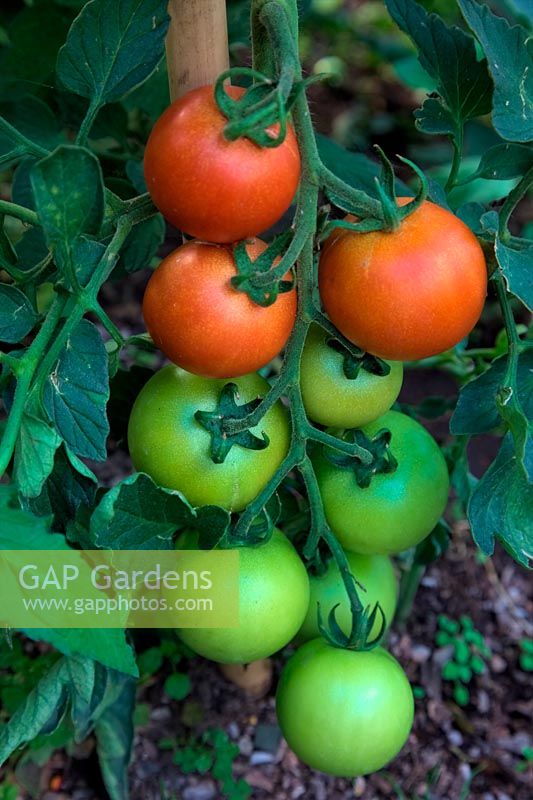 Solanum lycopersicum Tomato 'Pitenza' - the variety rown on huge areas in Southern Spain and Morocco and sold in north European supermarkets - grown from seed from such shop bought fruits