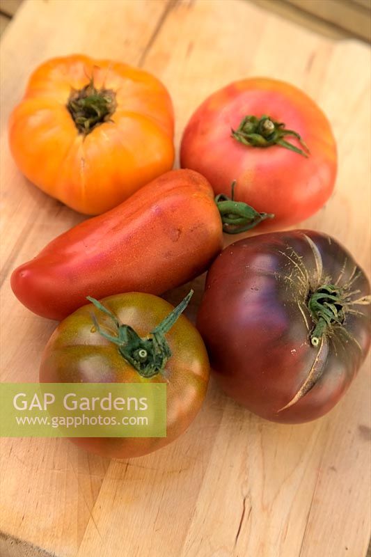 Solanum lycopersicum - Beefsteak tomatoes - Clockwise from the horned variety 'Andine Cornue' syn. 'Cornue des Andes', 'Ananas',  'Cacao', 'Gros Nicolle',  'Paul Robeson'