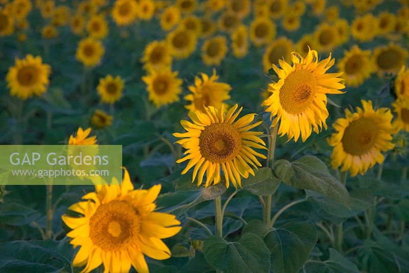 Sunflowers - Helianthus annus - at first light - dawn - sunrise