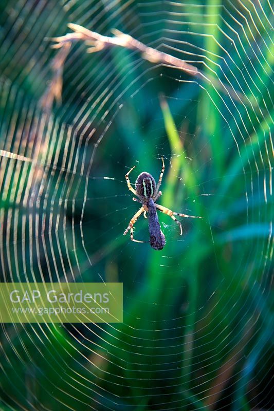 Argiope trifasciata - banded garden spider with encased butterfly prey