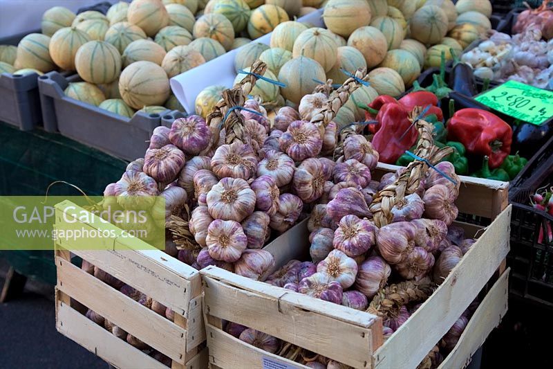 Loches Market, Central France - Garlic
