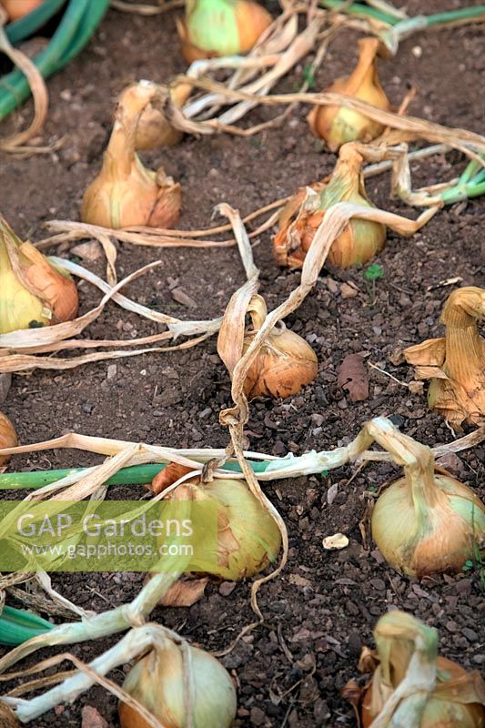Ripe Onions - Allium 'Santero'