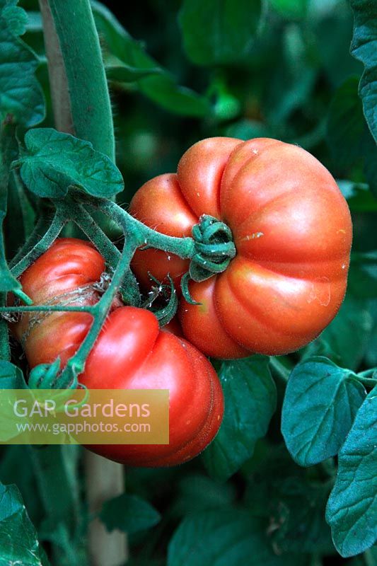 Tomato - Solanum lycopersicum 'Marmande'