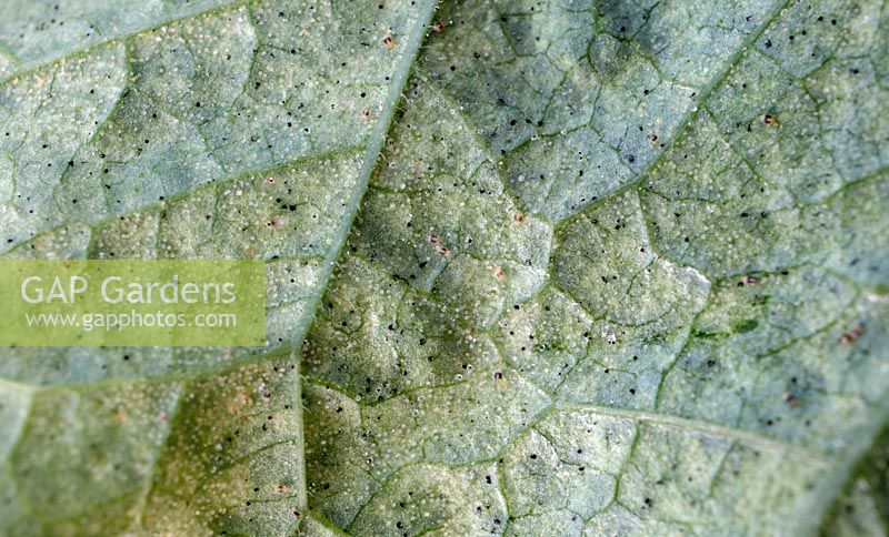 Red spider mite infestation Tetranychus urticae - symptoms from the under side of a Morning Glory - Ipomoea