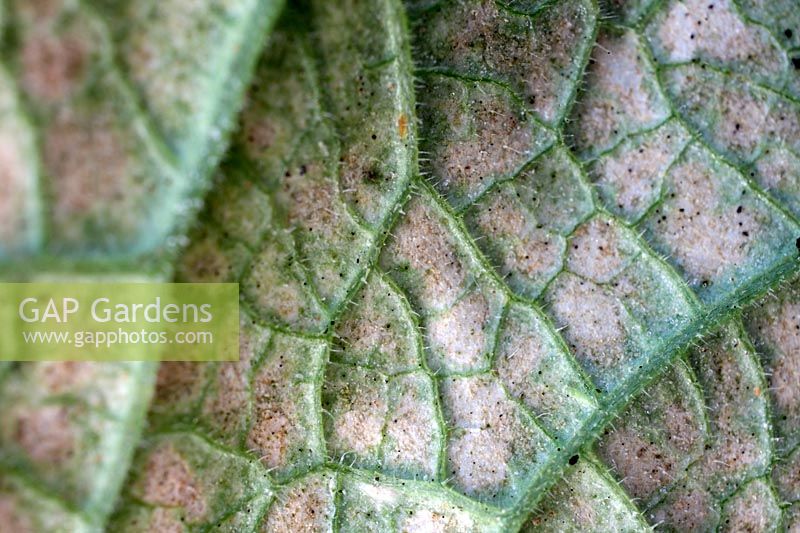 Red spider mite infestation Tetranychus urticae - symptoms from the under side of a Cucumber leaf - Cucumis sativus