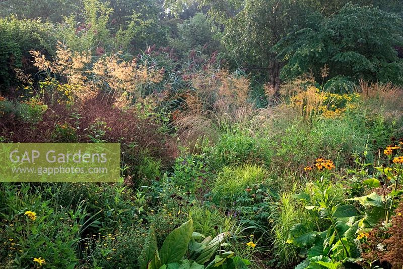 Big grasses start to predominate in late summer in the wet garden at Holbrook showing Stipa gigantea, Molinia arundinacea and the purple plumes of Norfolk Reed - Phragmites australis at the rear