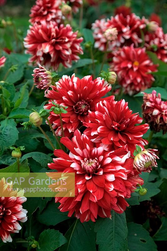 Dahlia 'Red and White'