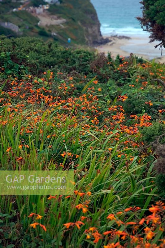 Naturalised Montbretia - Crocosmia - widely found along the coastaline of NW Europe - shown here Porthtowan, Cornwall, with the beach at rear
