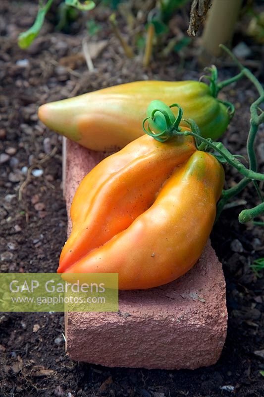Solanum lycopersicum - Tomato 'Cornue des Andes' syn. 'Andine Cornue' syn. 'Andean Horn' syn. 'Andes Horn' - using a house brick to keep low fruits off the ground and avoid rot and damage