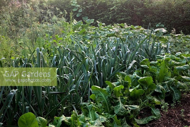 Autumn approaches in the vegetable garden with Cichorium intybus 'Witloof Zoom' in foreground and Leeks - Allium porrum