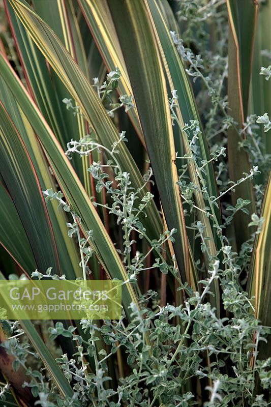 Plecostachys serpyllifolia with Phormium cookianum subsp. hookeri 'Tricolor' AGM - New Zealand Flax
