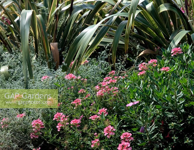 Verbena 'Pink Parfait' with Phormium cookianum subsp. hookeri 'Tricolor' AGM - New Zealand Flax and Plecostachys serpyllifolia