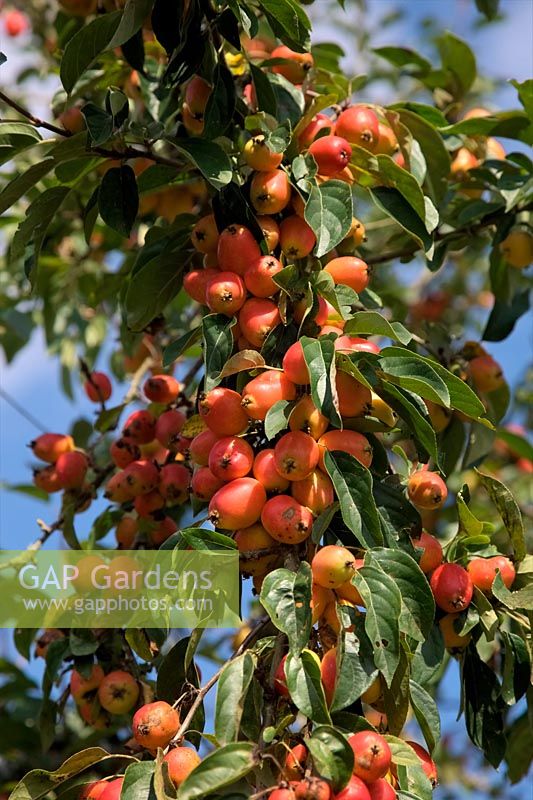 Malus 'John Downie' in early September and ready to harvest