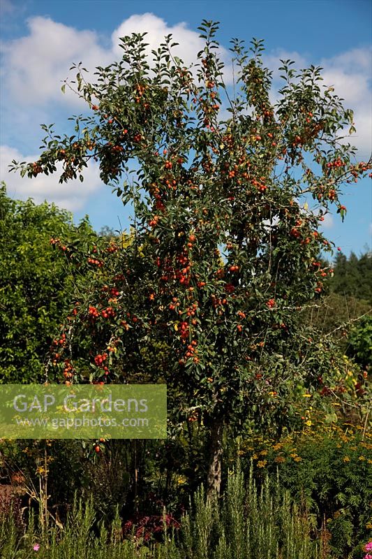 Malus 'John Downie' in early September and ready to harvest