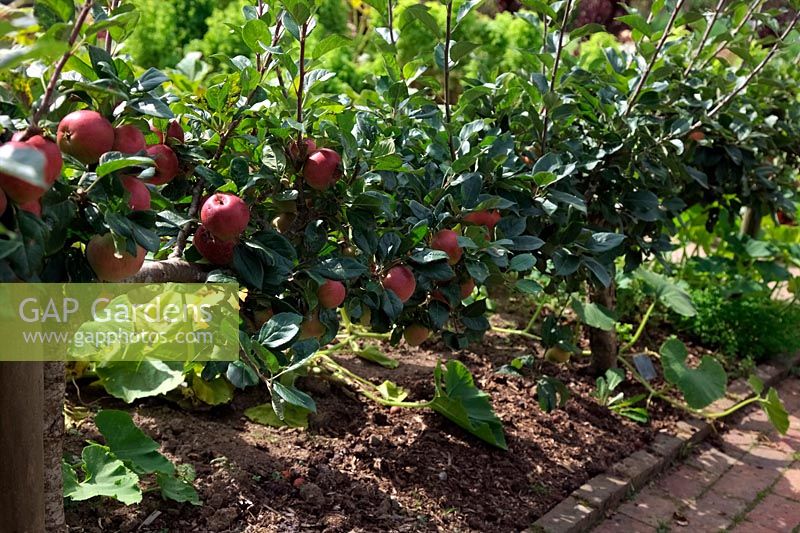 Apple - Malus domestica 'Red Devil' grown as a stepover cordon