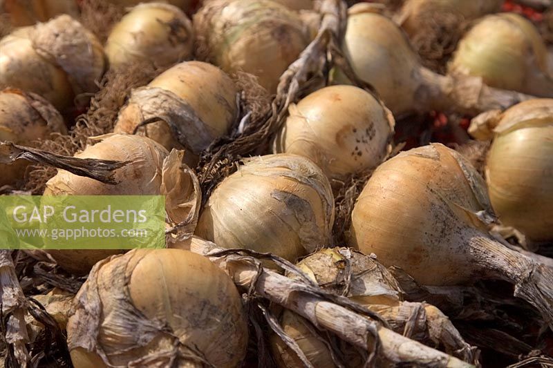 Allium - Onion crop drying - variety 'Jaune des Cevennes'