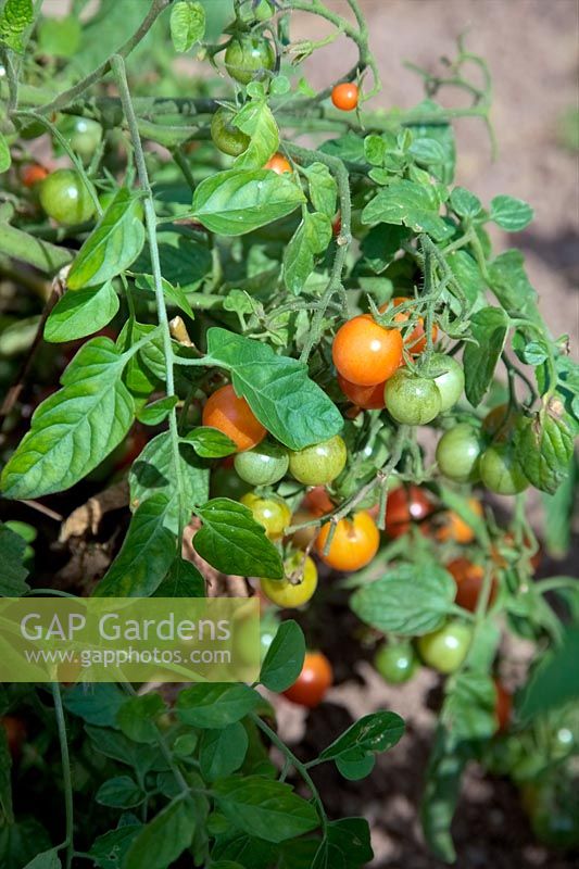 Solanum lycopersicum - Tomato 'Losetto' - growing outside