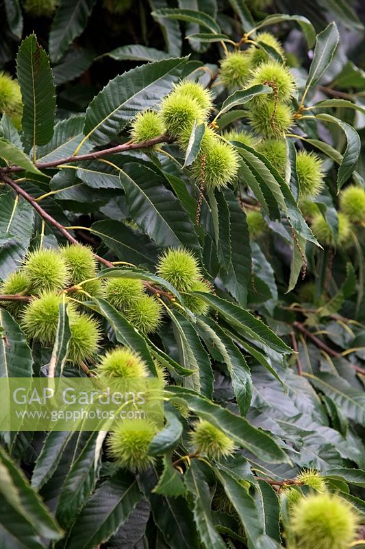 Castanea sativa - young sweet chestnut tree with a good crop of nuts