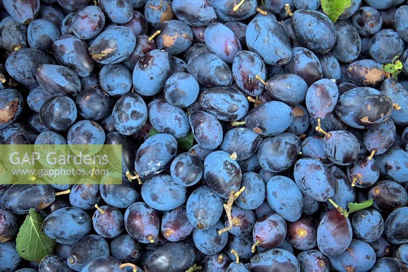 Prunus insititia 'Prune Damson' AGM Shropshire Damsons - just harvested