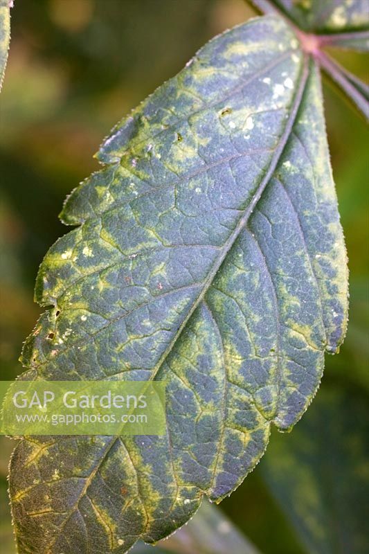 Dahlia Mosiac virus - visual symptoms on leaf