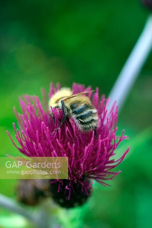 Cirsium rivale 'Trevor's Blue Wonder' with Bumble Bee - Bombus pascuorum feeding