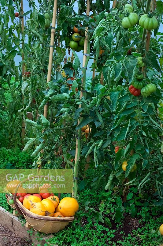 Tomato - Solanum lycopersicum - a trug full beneath the plants from which they were harvested - growing in a polytunnel