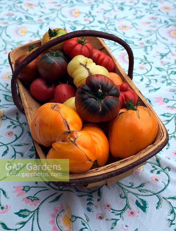 Tomato - Solanum lycopersicum - heritage beefsteak varieties in a trug - nearest camera is 'Coeur de Boeuf - Orange' with the black and red 'Crimean Black' behind