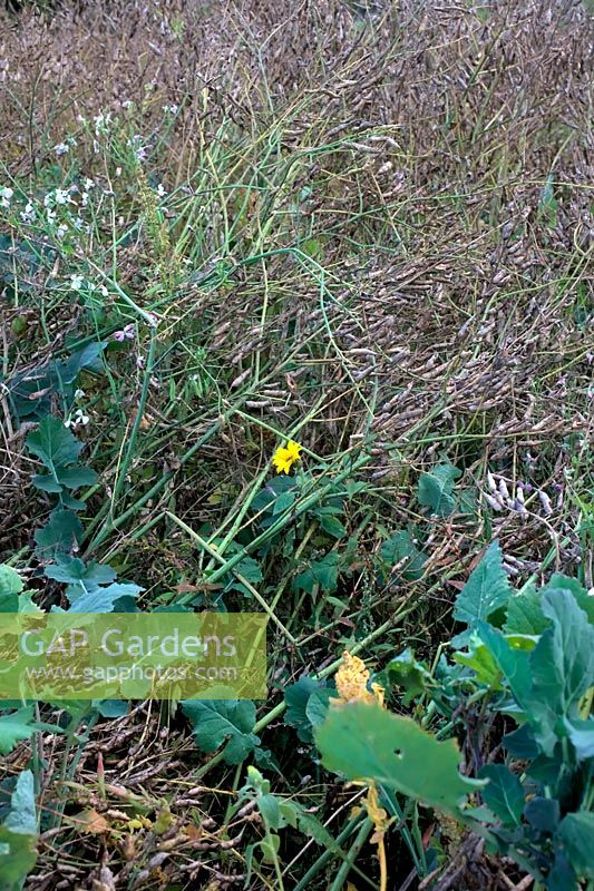 Mustard - Brassica juncea and other grain crops grown as a wild and game bird attractant in the corner of a field