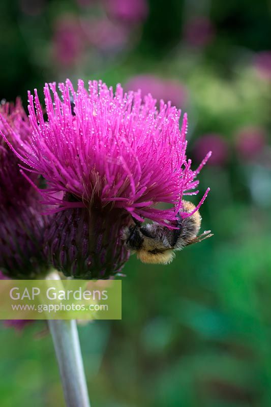 Cirsium rivale 'Trevor's Blue Wonder' with torpid bumble bee