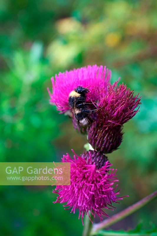 Cirsium rivale 'Trevor's Blue Wonder' with torpid bumble bee