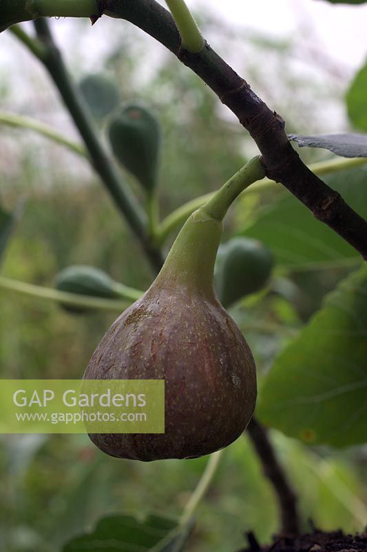 Ficus 'Brown Turkey' Fig