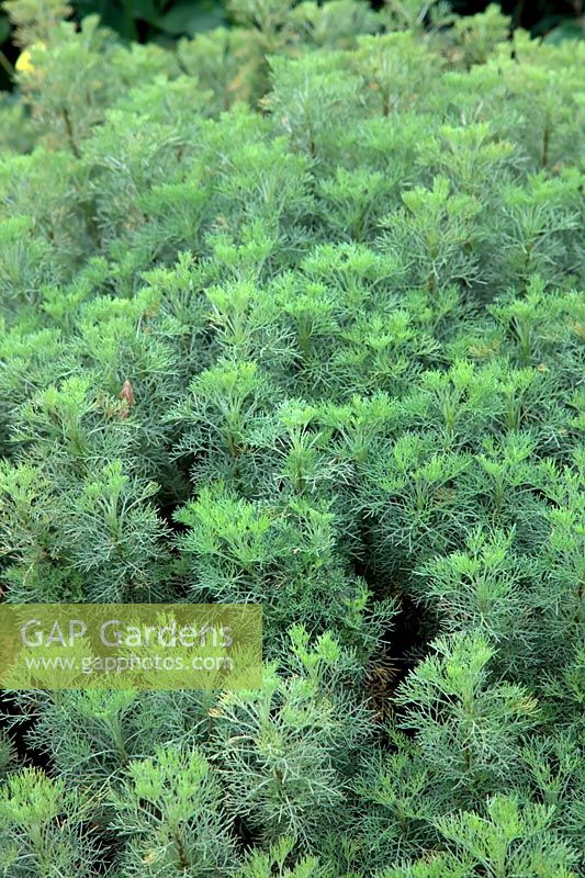 Artemisia abrotanum AGM