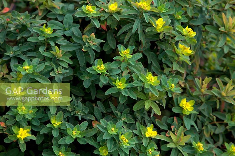 Euphorbia polychroma 'Midas'