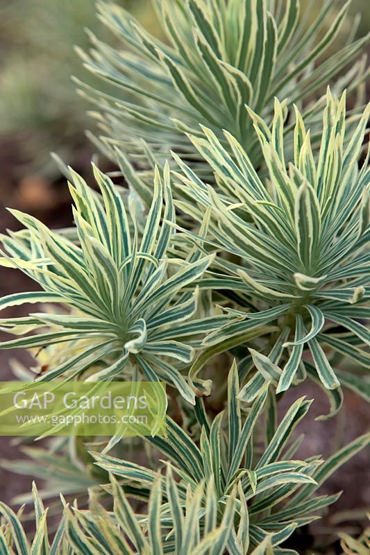 Euphorbia characias 'Kestrel'  - v - 