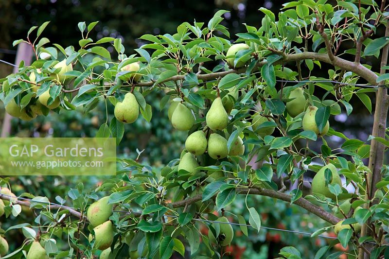 Pear - Pyrus communis INVINCIBLE 'Delwinor'  - D/C -  Espalier trained and grafted on Quince A rootstock - in mid September
