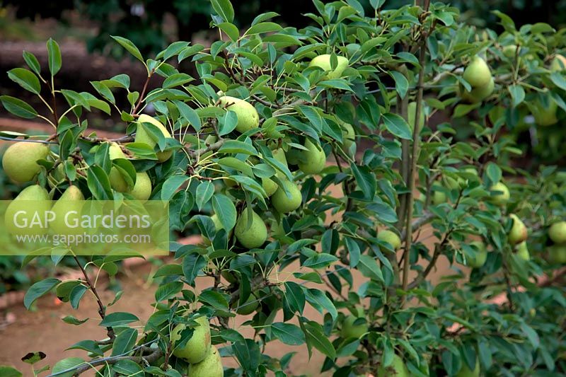 Pear - Pyrus communis INVINCIBLE 'Delwinor'  - D/C -  Espalier trained and grafted on Quince A rootstock - in mid September