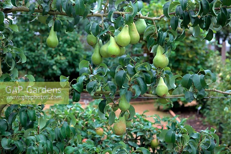Pear - Pyrus communis 'Concorde'  - PBR -   - D -  AGM Espalier trained and grafted on Quince A rootstock - in mid September