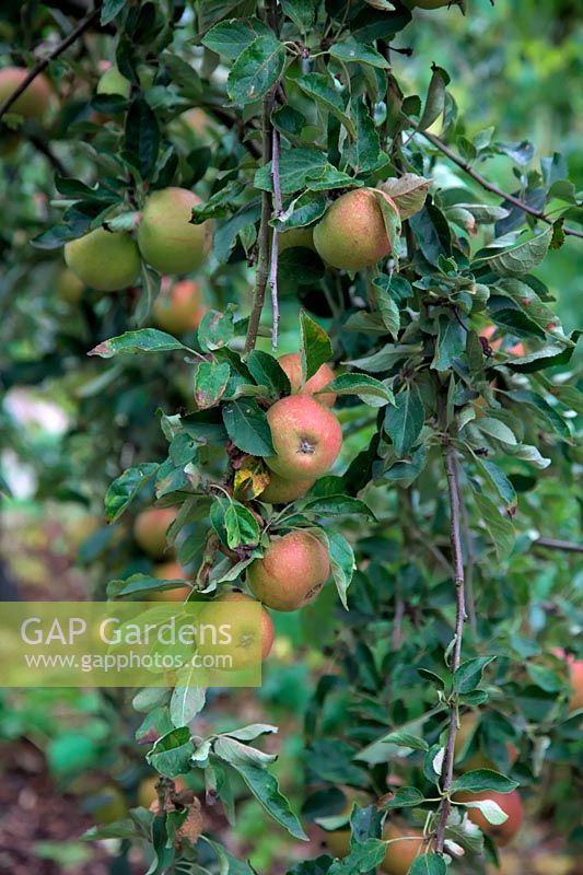 Apple - Malus domestica 'Cox's Orange Pippin'  - D - 