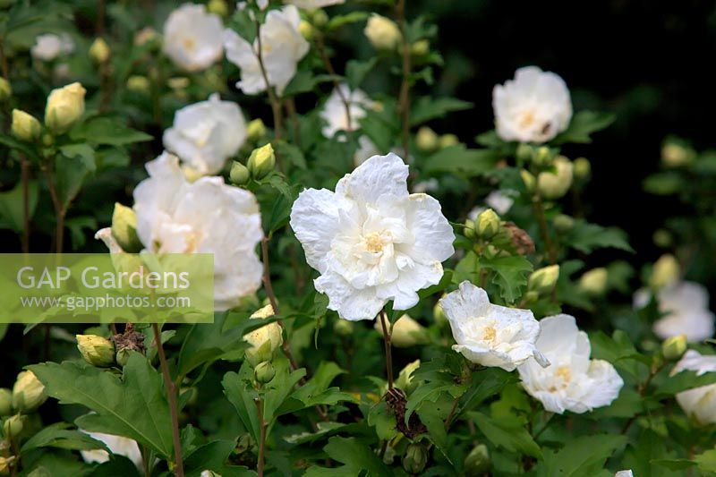 Hibiscus syriacus WHITE CHIFFON 'Notwoodtwo'  - PBR -   - d -  AGM