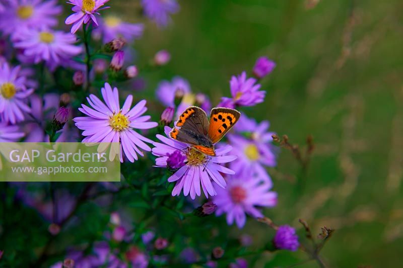 Small copper butterfly - Lycaena phlaeas feeding on Aster 'Little Carlow'