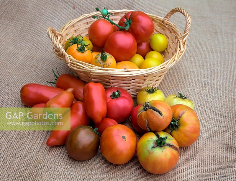 Solanum lycopersicum - Home grown Tomatoes. In basket - large red - St Pierre, smaller yellow - Golden Sunrise, large orange - Orange Beef heart syn. Coeur de Boeuf Orange. Outside basket - red pointed - Cornue des Andes syn. Andine Cornue syn. Andean Horn
