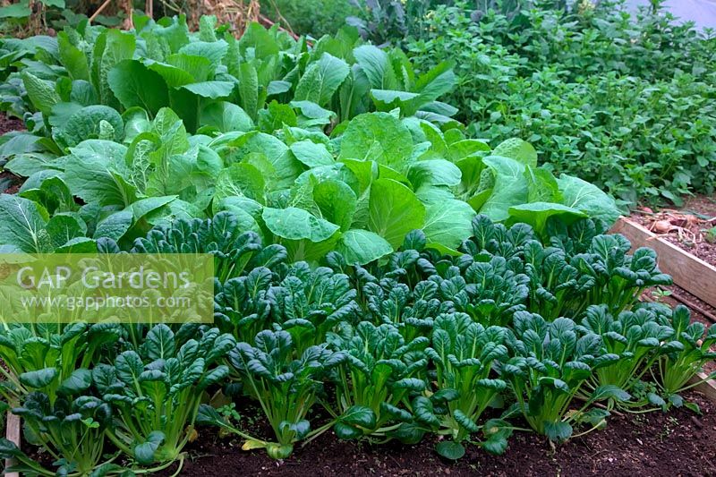 An autumn crop of Oriental Salad Greens in Polytunnel sown 30 July - photo 30 September - from front - Brassica rapa Narinosa group Tatsoi - Rosette Pak Choi,  Chinese Cabbage - Brassica rapa pekinensis 'Hilton', Chinese Cabbage - Brassica rapa pekinensis
